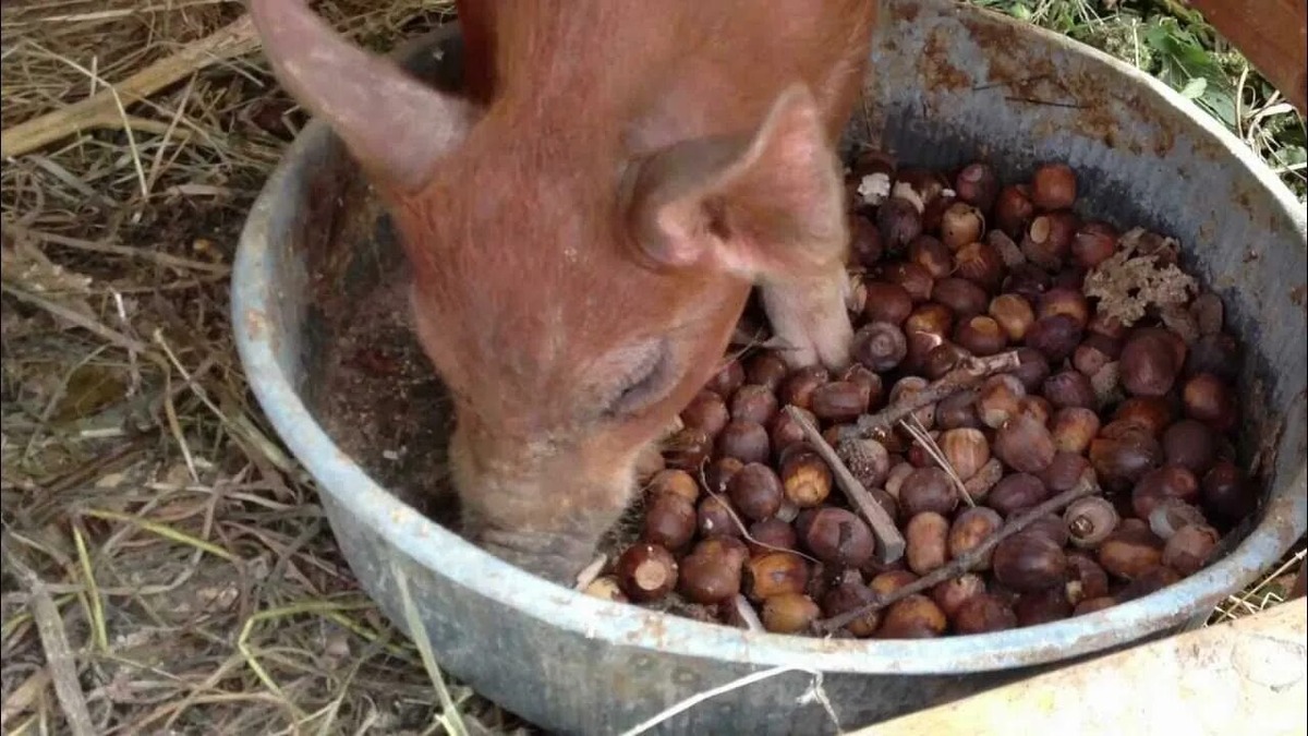 Свинка и желуди