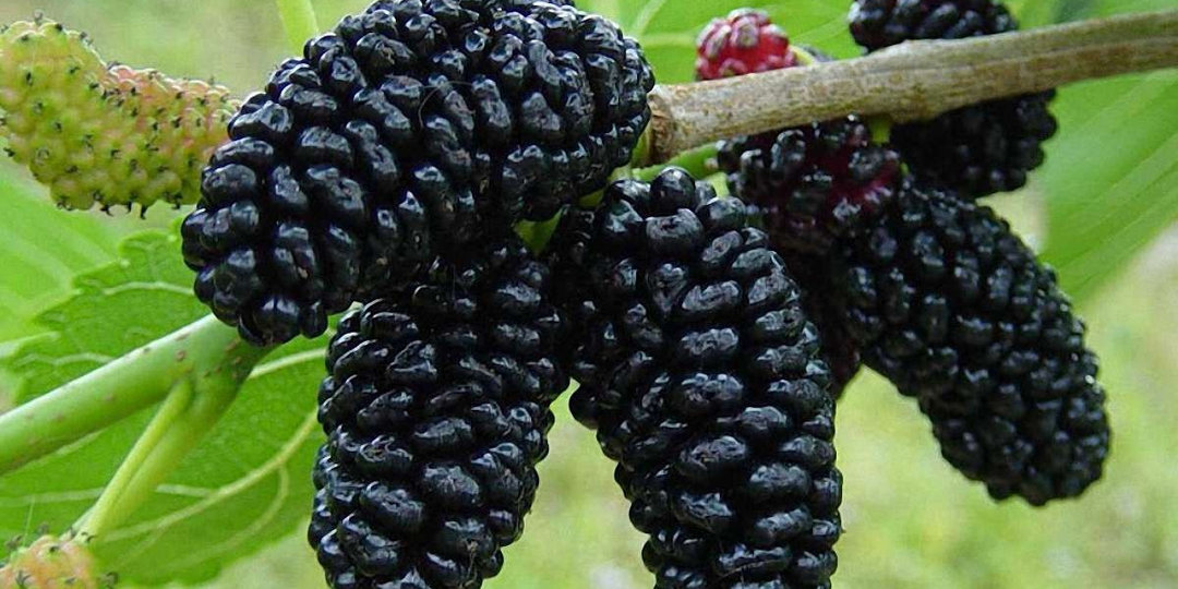 Дерево, которое подарило миру шёлк: удивительная история шелковицы