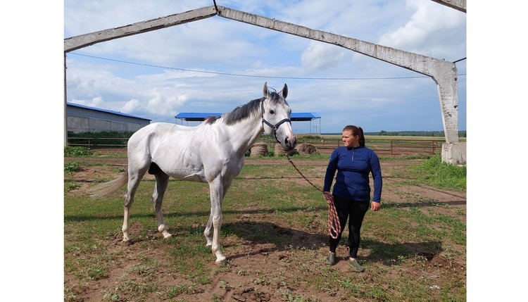    Полцарства за коня!