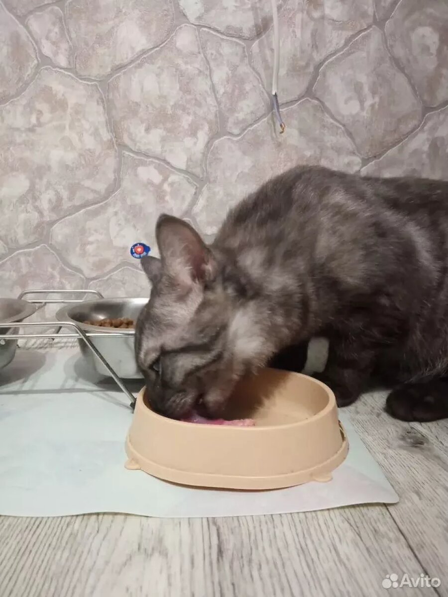    Котенка за 3 млн продают в Барнауле. Источник: avito.ru