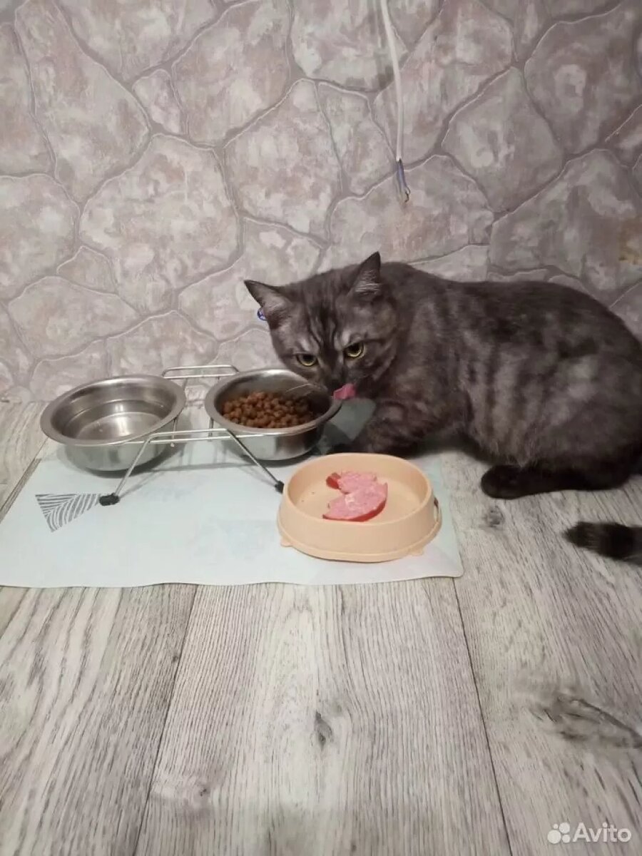    Котенка за 3 млн продают в Барнауле. Источник: avito.ru