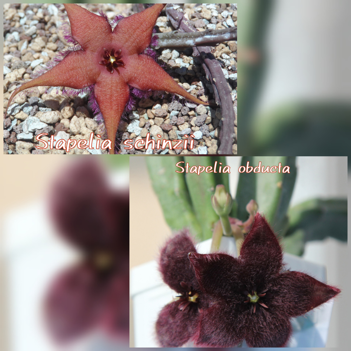 Верхушка айсберга: два редких вида Стапелии