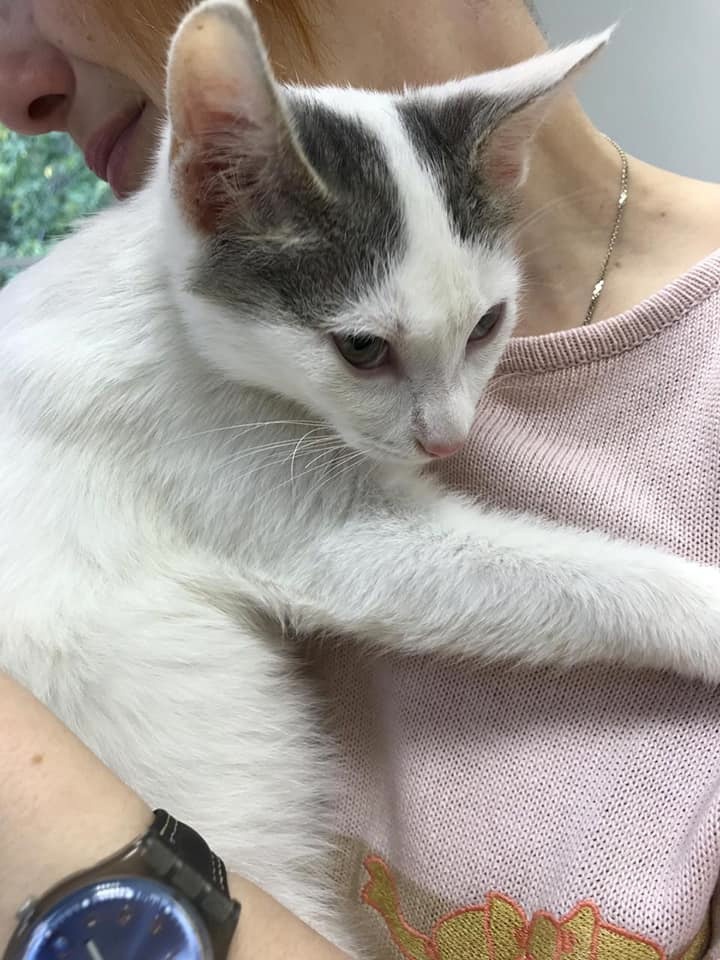 В руки не давался, а оказался такой коть ласковый!