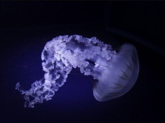    медуза // фото: Изображение от wirestock на Freepik