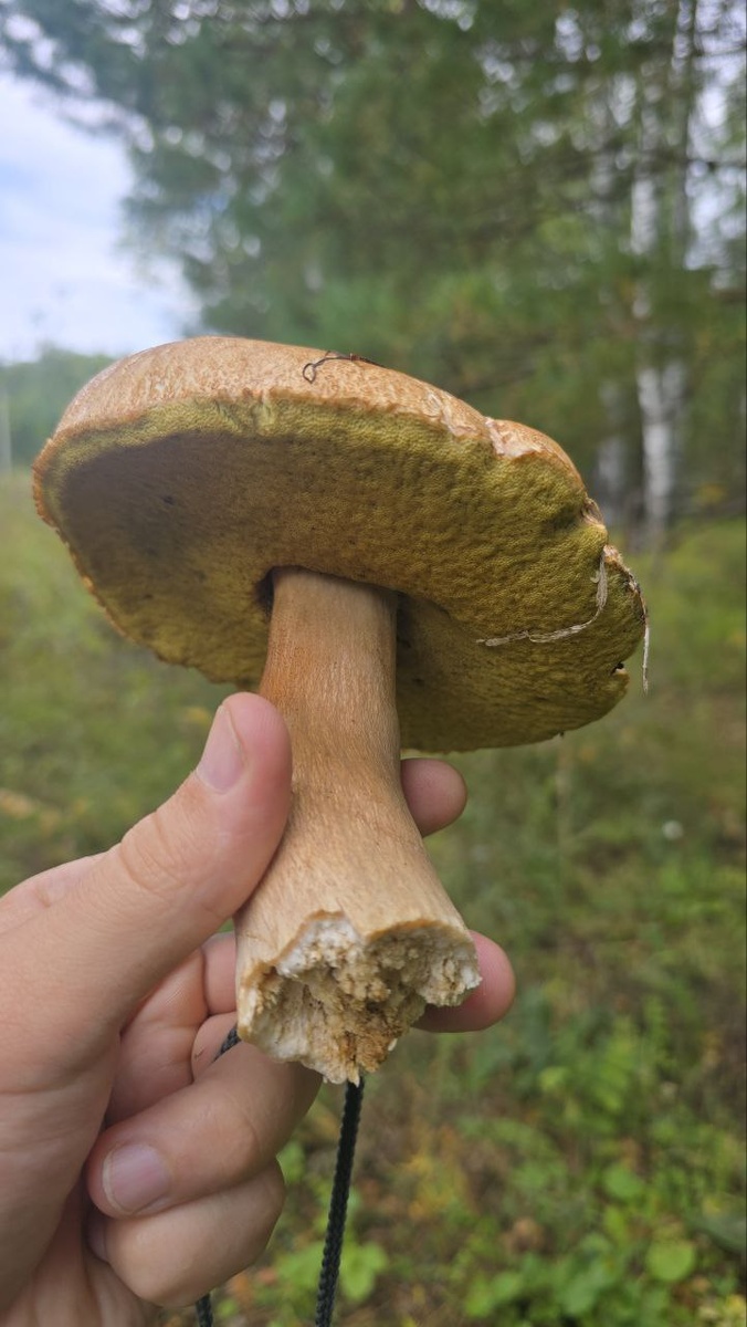 Фото грибов