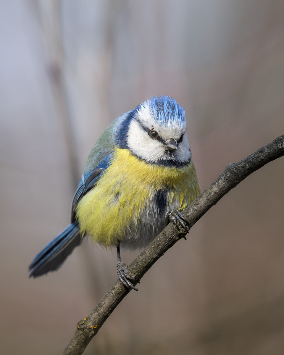 Так, кто тут пришёл к нам в лес? (на фото - лазоревка)