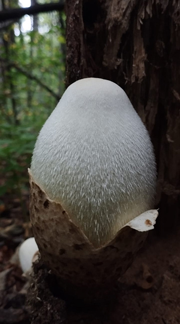    Вольвариелла шелковистая «вылупляется» из яйца, растущего на стволе старого дерева