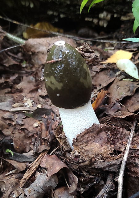    За скорость роста весёлка попала в Книгу рекордов Гиннесса, гриб вырастает за 15 минут!