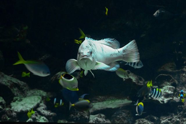    Групер Петрович контролирует все, что происходит в аквариуме