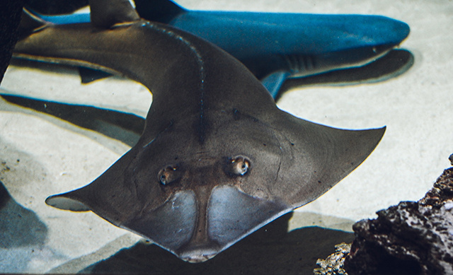    Скат злится, когда кто-то трогает его песок