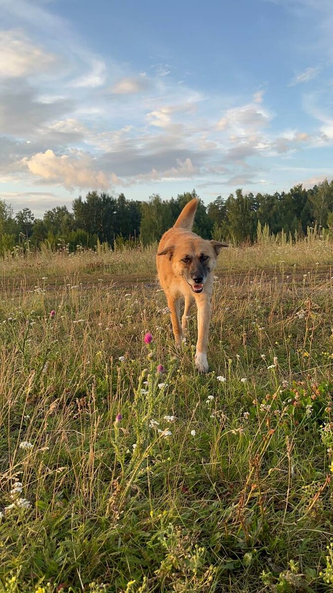 Я - Рыжуля. Не сердитая, но грустная.