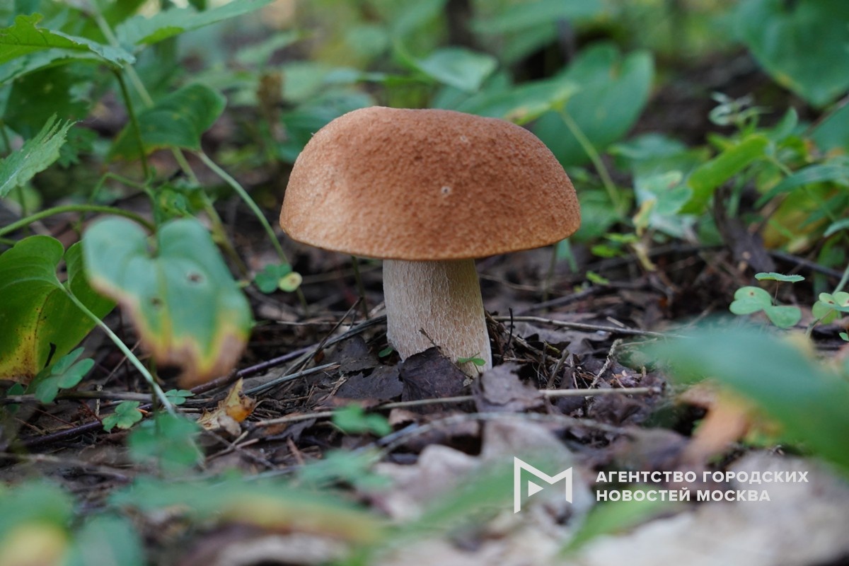 Фотограф: Александр Авилов