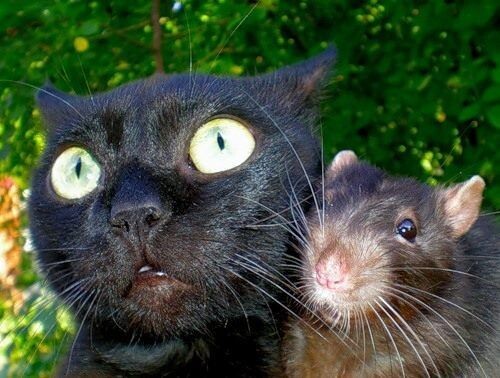 Яндекс картинки