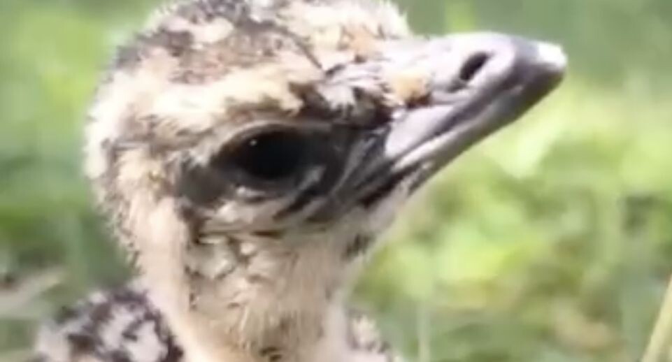    Центра воспроизводства редких видов животных