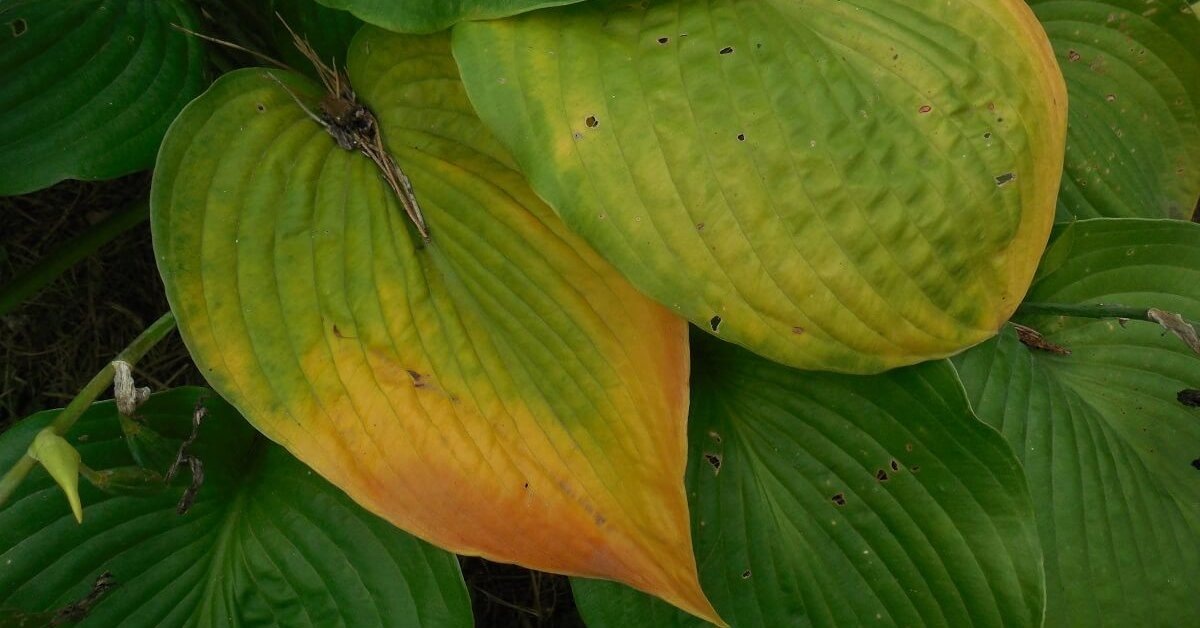 Почему хосты сгорели на солнце