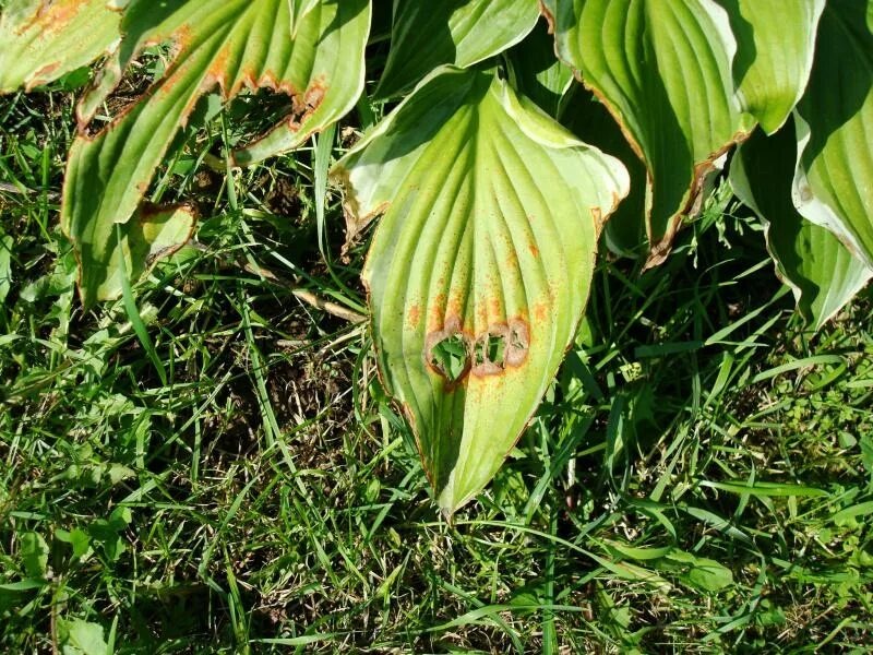 Первая помощь, если ваши хосты сгорели на солнце