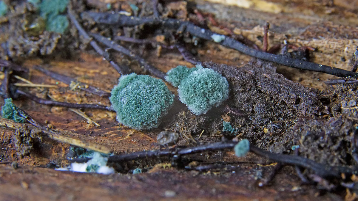 Триходерма вериде. Источник: shutterstock.com