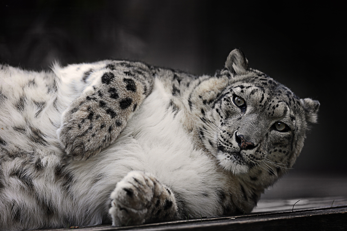 (с) Рафаэль Кетцян. Конечно имеют! Чтобы понимать снежных барсов, мы должны знать о них все.