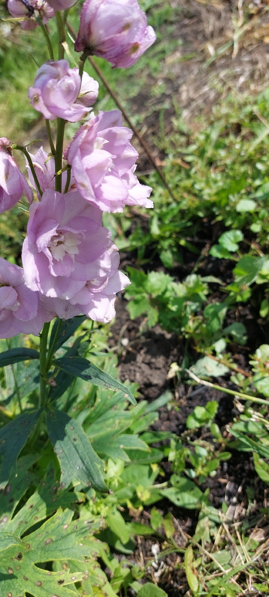 Вот этот Галахад вымахал уже под 1м.30см. Думаю пересадить и наклонить его большой стебель до весны, чтобы не допустить попадания воды внутрь. Отцветет скоро и наклоню. Укрывать его не нужно.