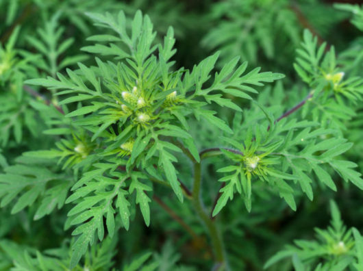    амброзия // фото: iStock / Oskanov