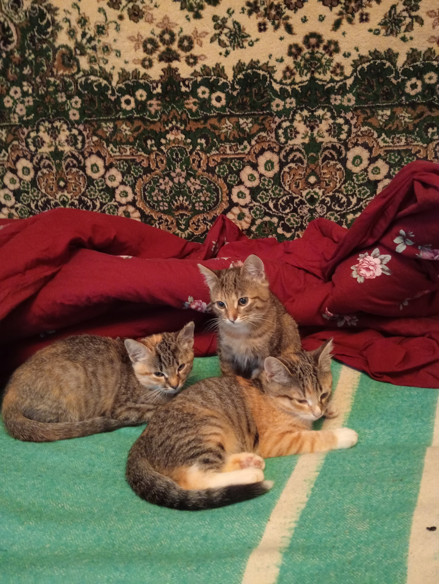 Три сестрёнки Кошкины!