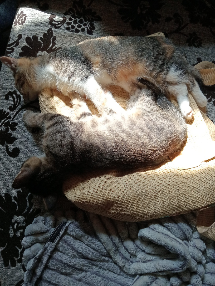 Шпротинка и Маруська помогали разбирать вещи с юга, но устали!😃