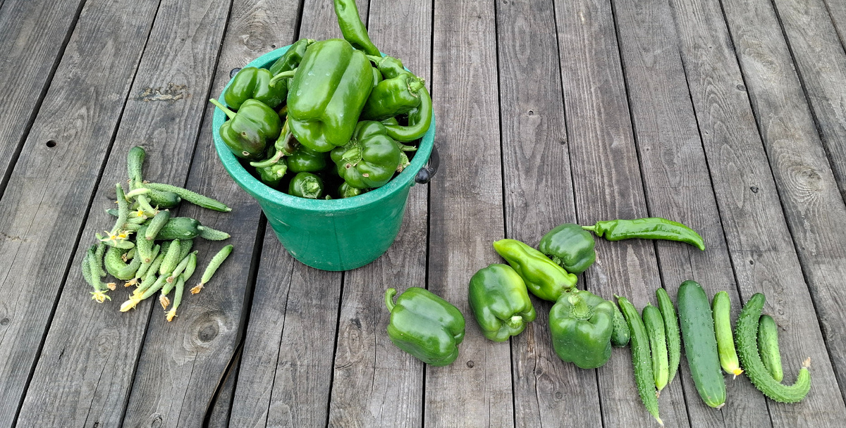 Последние огурцы и перцы.