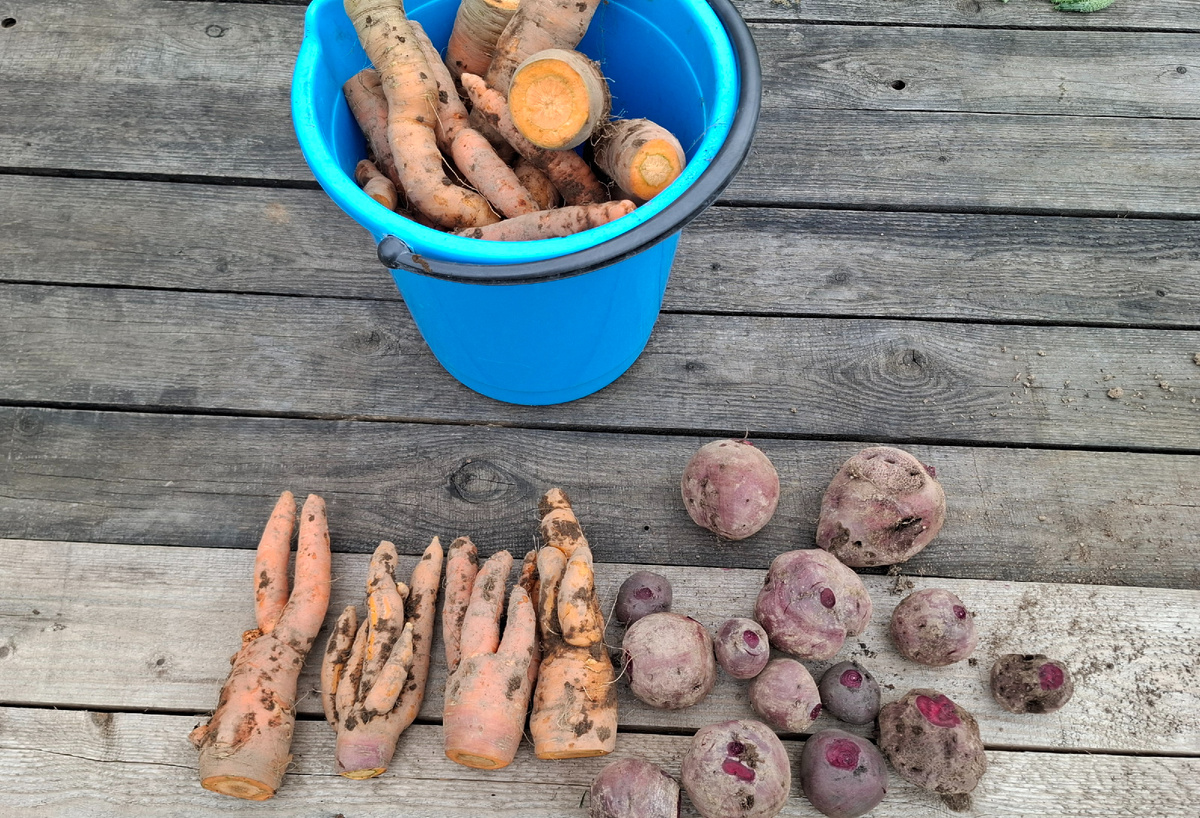 Весь урожай свеклы и часть моркови. Самые эксклюзивные экспонаты выложила из ведра.