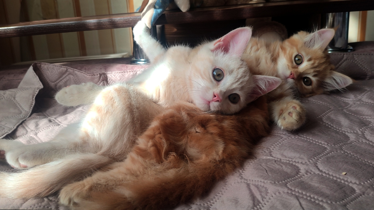 Из запуганных, диких котят, Персик с Кешей превращаются в холëных и наглых котов