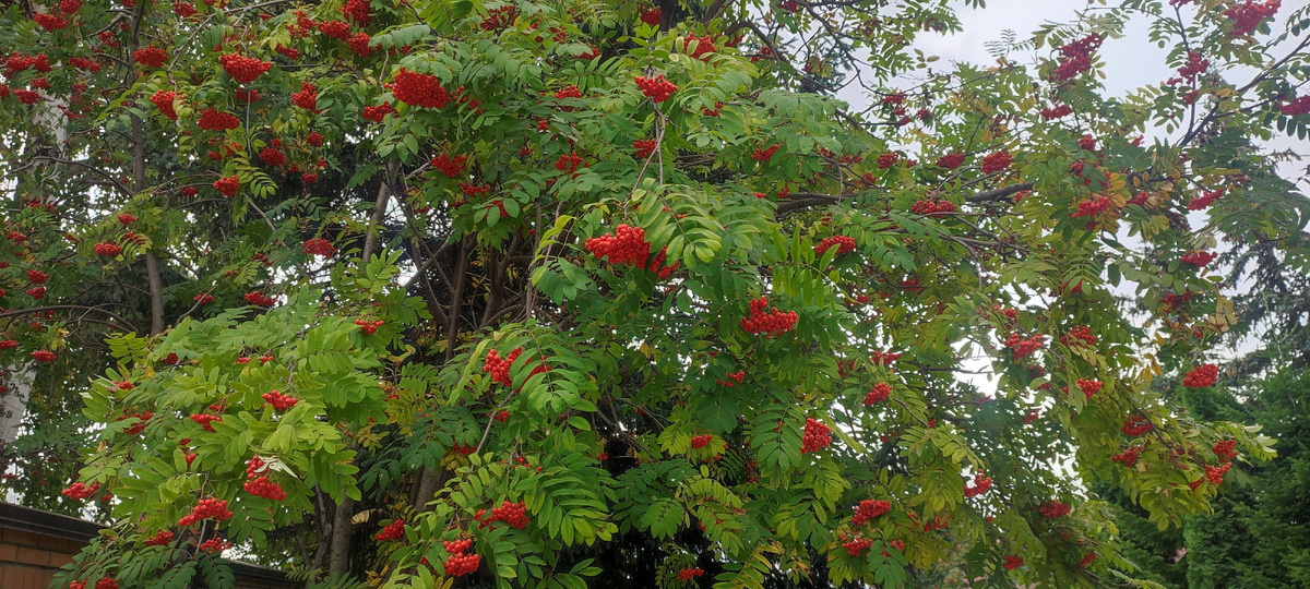 В этом году очень много рябины