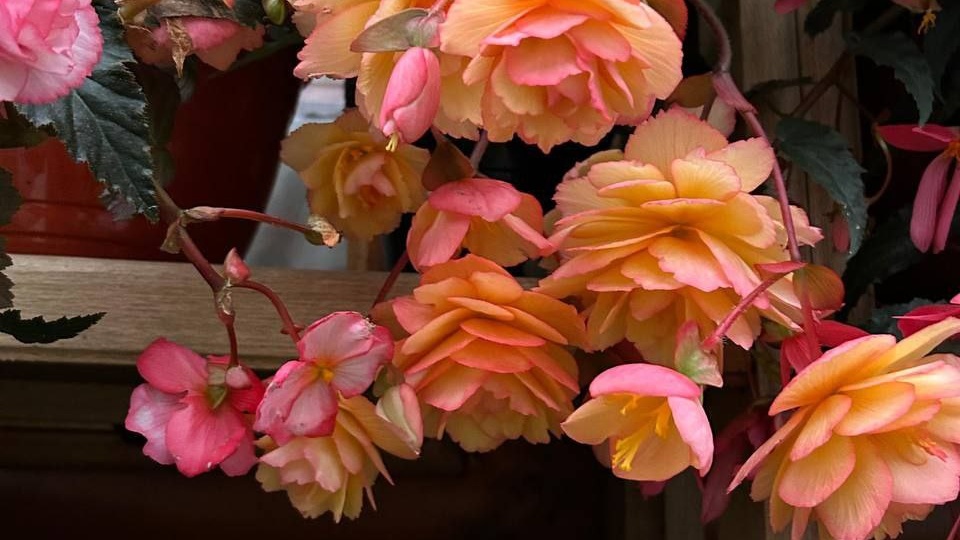 Эта бегония выращена из семян, посев был в январе