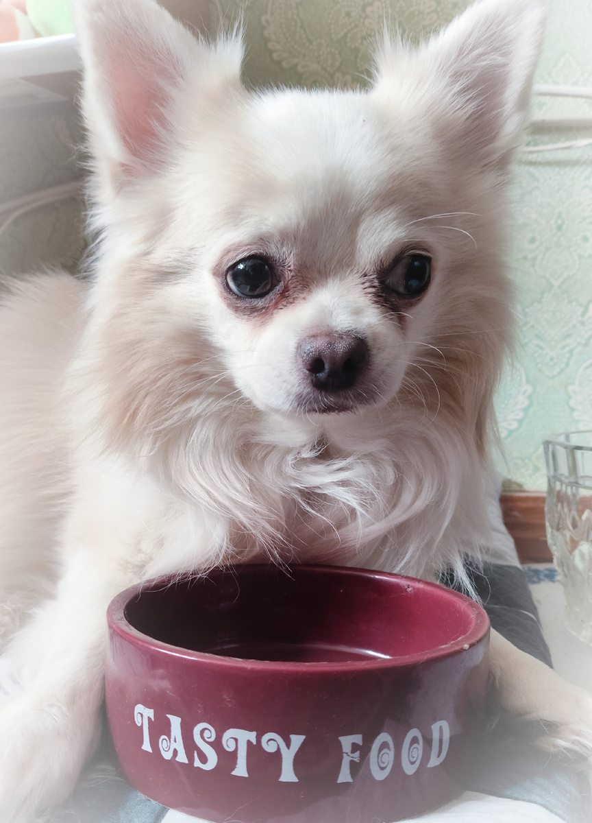 фото автора, надпись на миске: "вкусная еда"