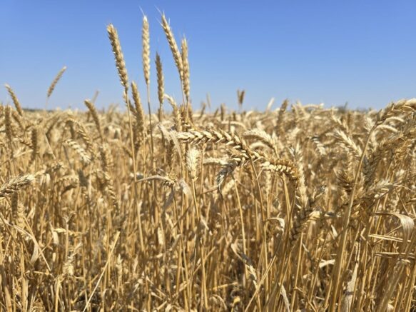    admkrai.krasnodar.ru