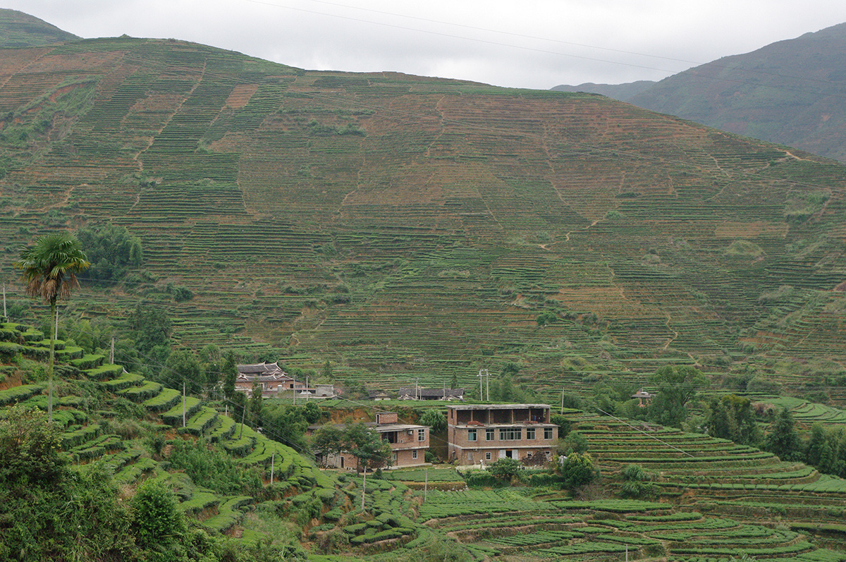 Чайные плантации провинции Аньси