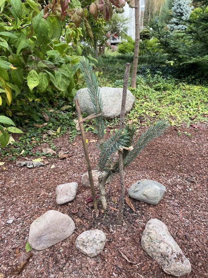 Picea engelmannii Snake