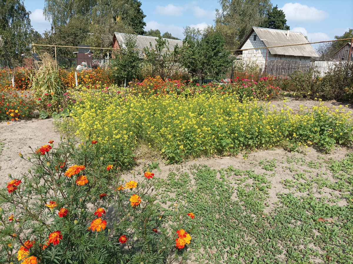 Осенний огород