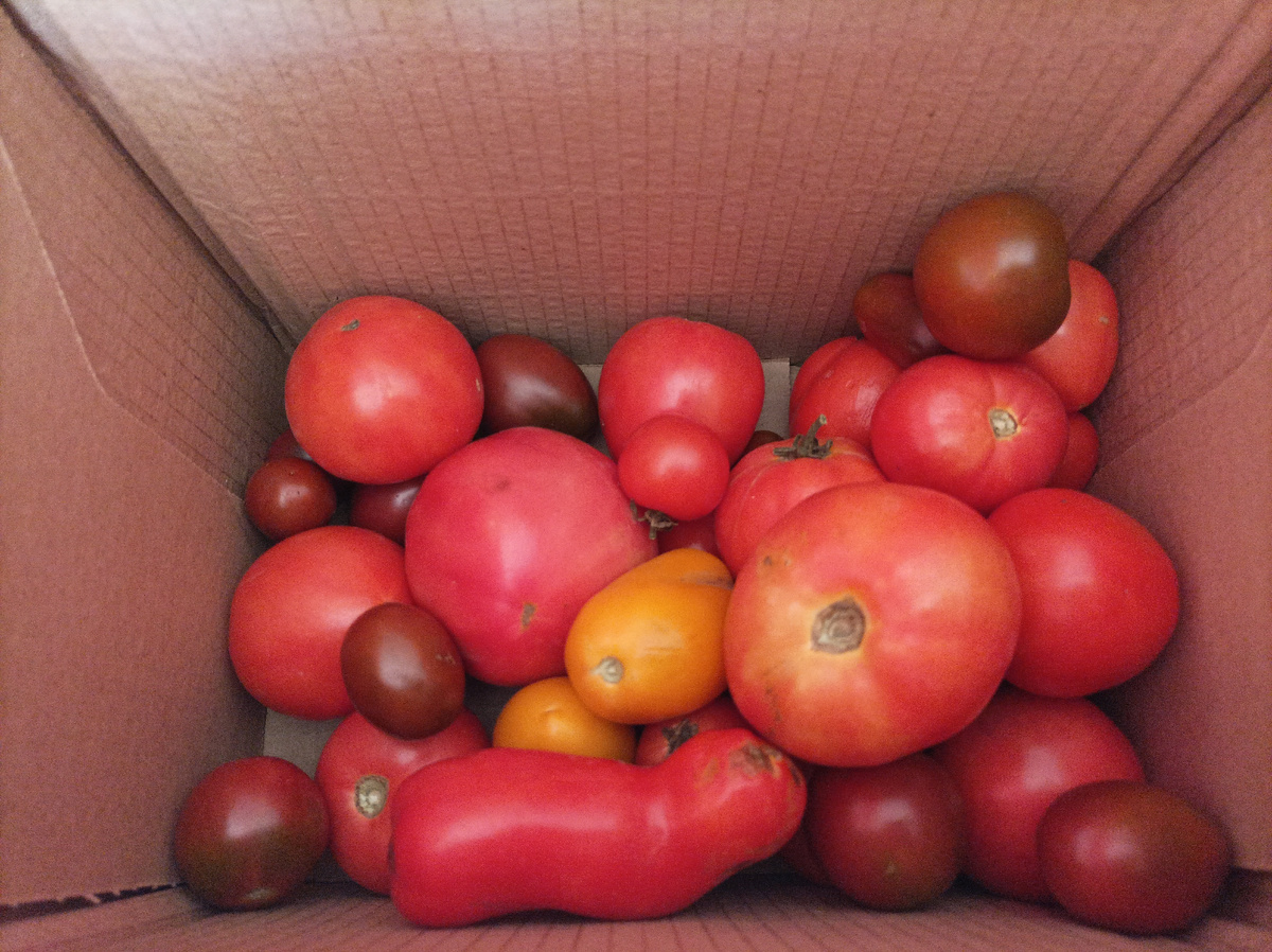 Урожай помидоров