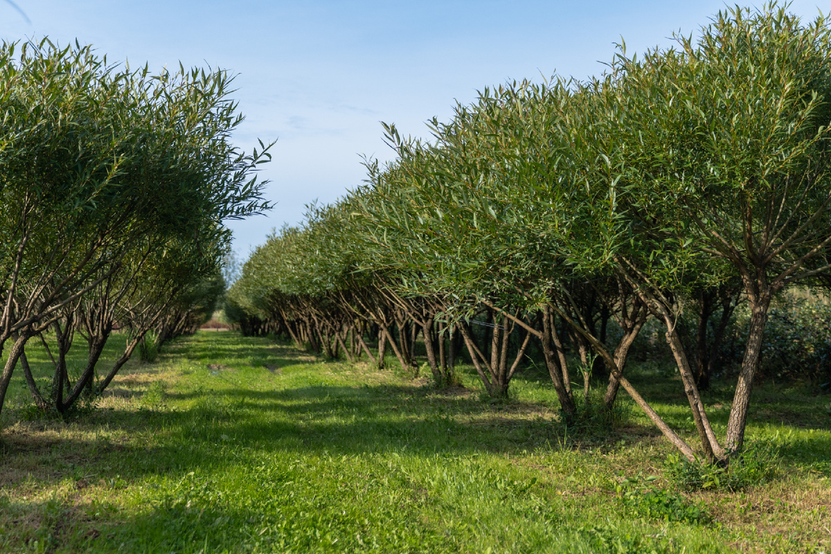 ИВА ЛОМКАЯ «БУЛЛАТА» в полях "Питомника Савватеевых"