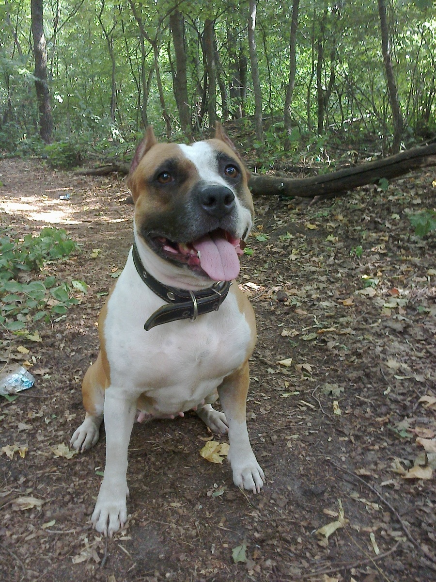 Амстафф Трейси в лесу. 