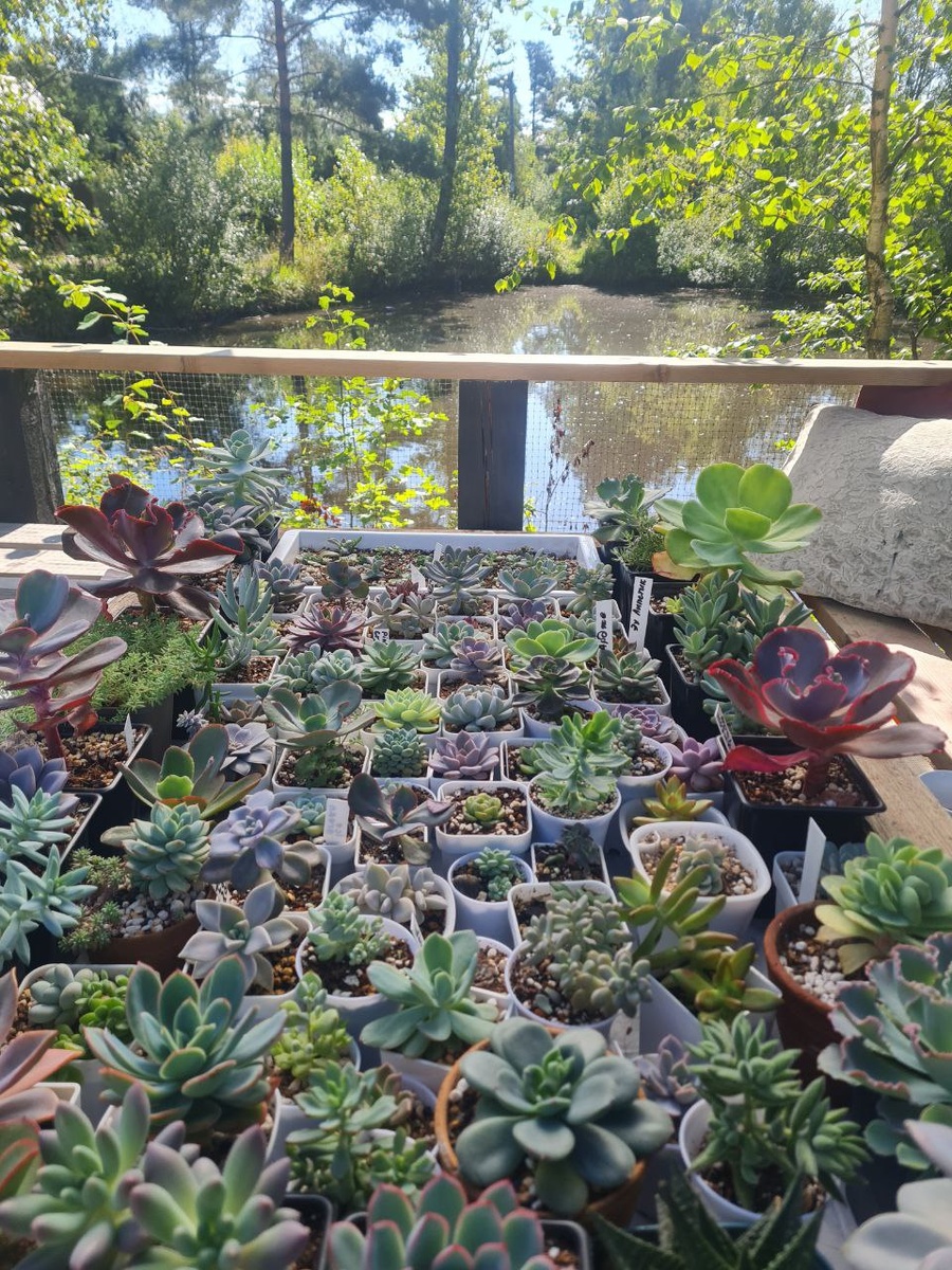 Sunny kid | Succulent