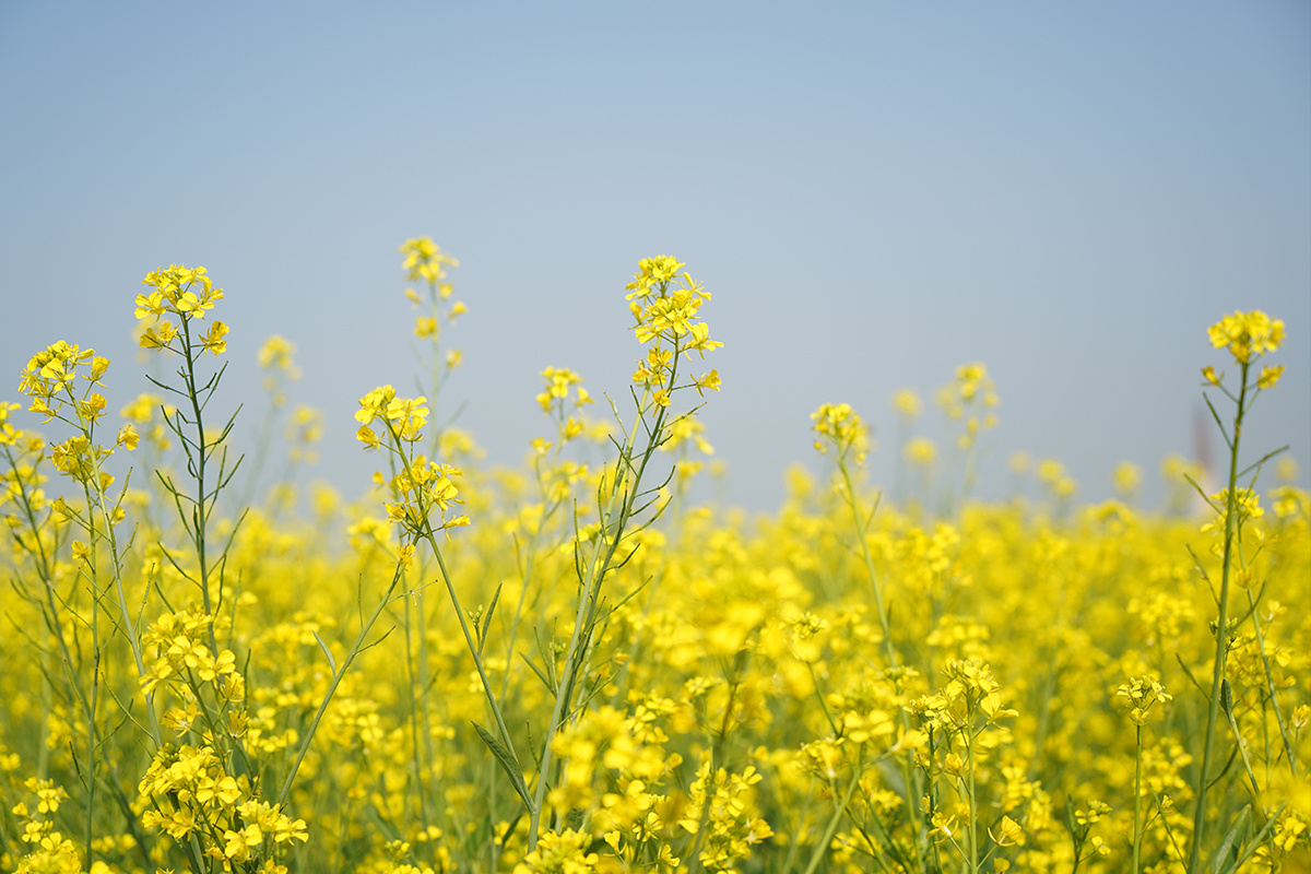 Meenakshi_Vashistha / Shutterstock / FOTODOM📷У чеснока есть любимые предшественники на грядке и те, которых стоит избегать