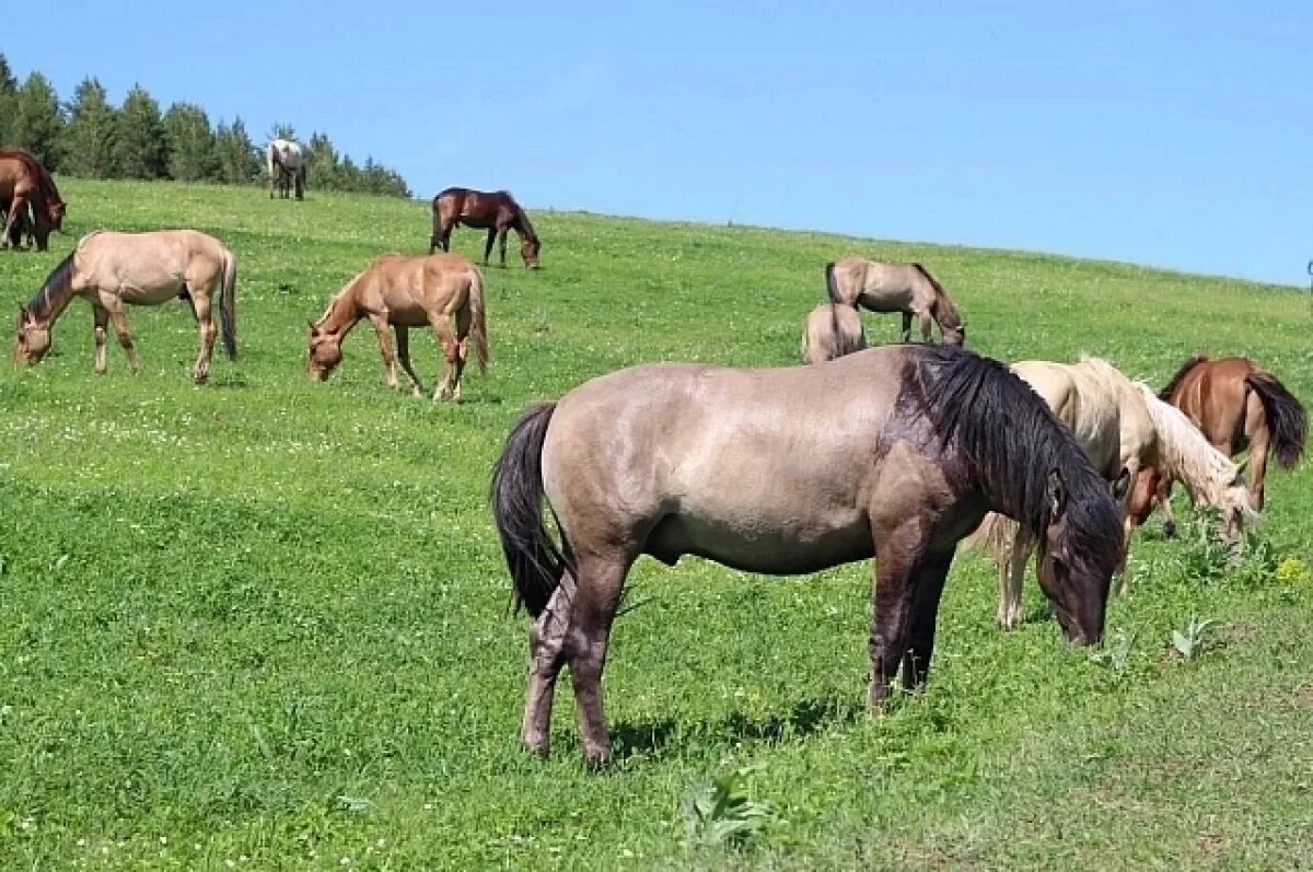    Ученые Башкирии создают генетический паспорт башкирской лошади