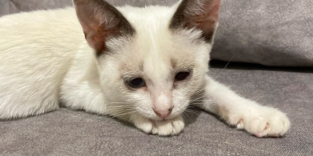 Маленький тайский котенок в добрые руки! Москва, Питер