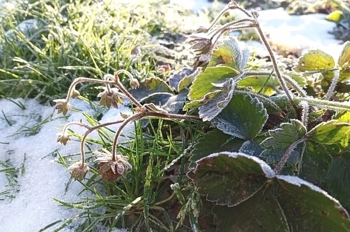    В Оренбуржье в ночь на 11 сентября ожидаются заморозки
