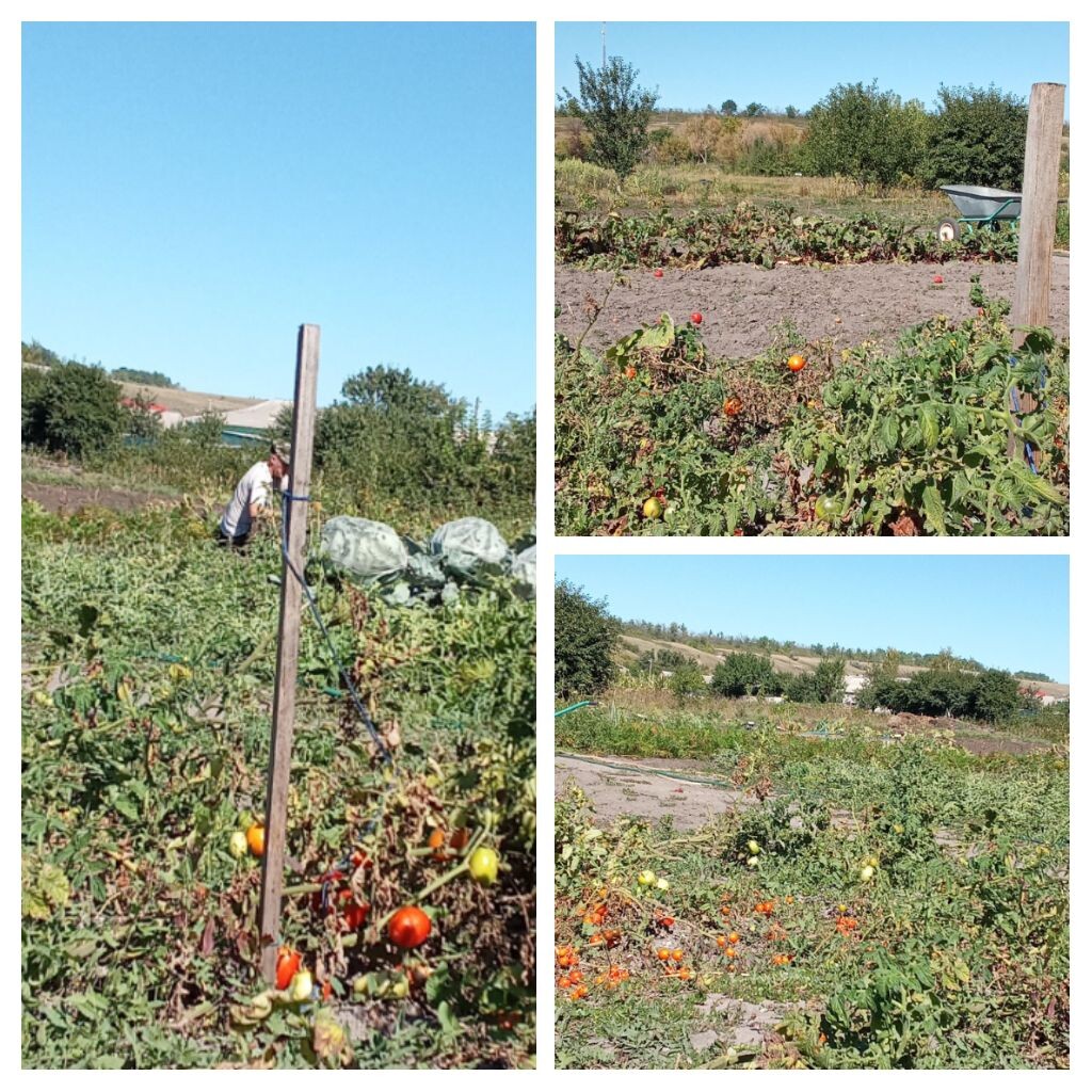 Муж паралельно чистит огород.