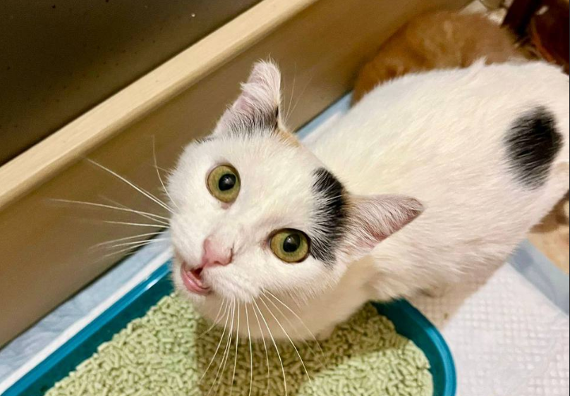     Фото: благотворительный фонд «ЗооЗащита» / zooekb.ru