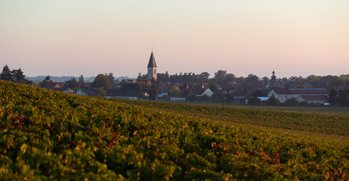 Виноградники Domaine Henri Gouges в Nuits-Saint-Georges. Côte de Nuits, Côte d'Or, регион Бургундия, Франция