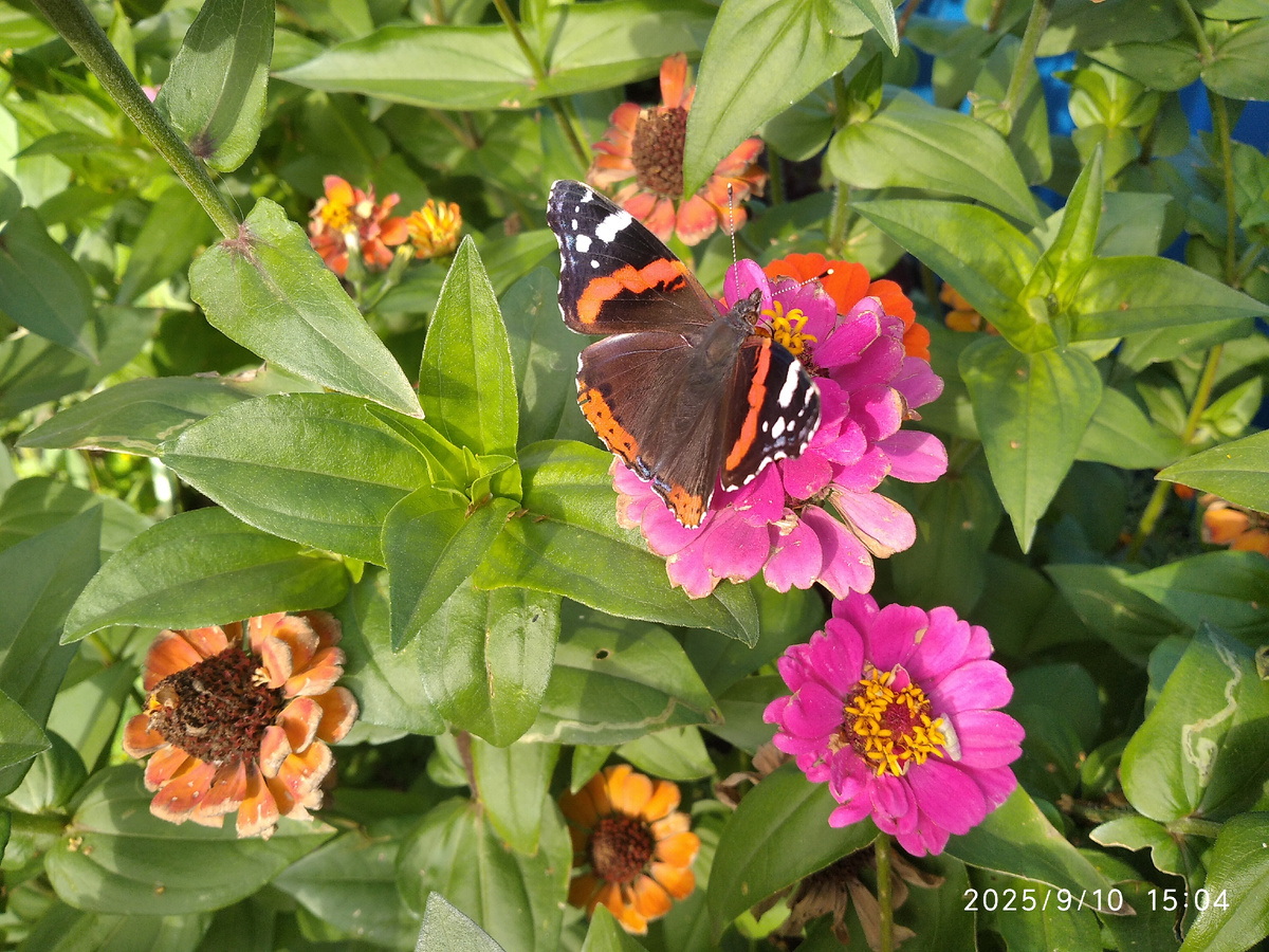 Бабочек много летает
