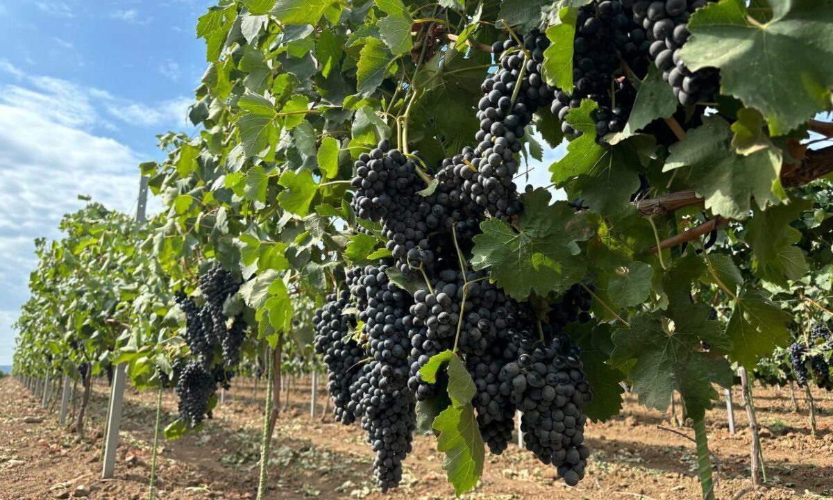    Фото пресс-службы администрации Краснодарского края