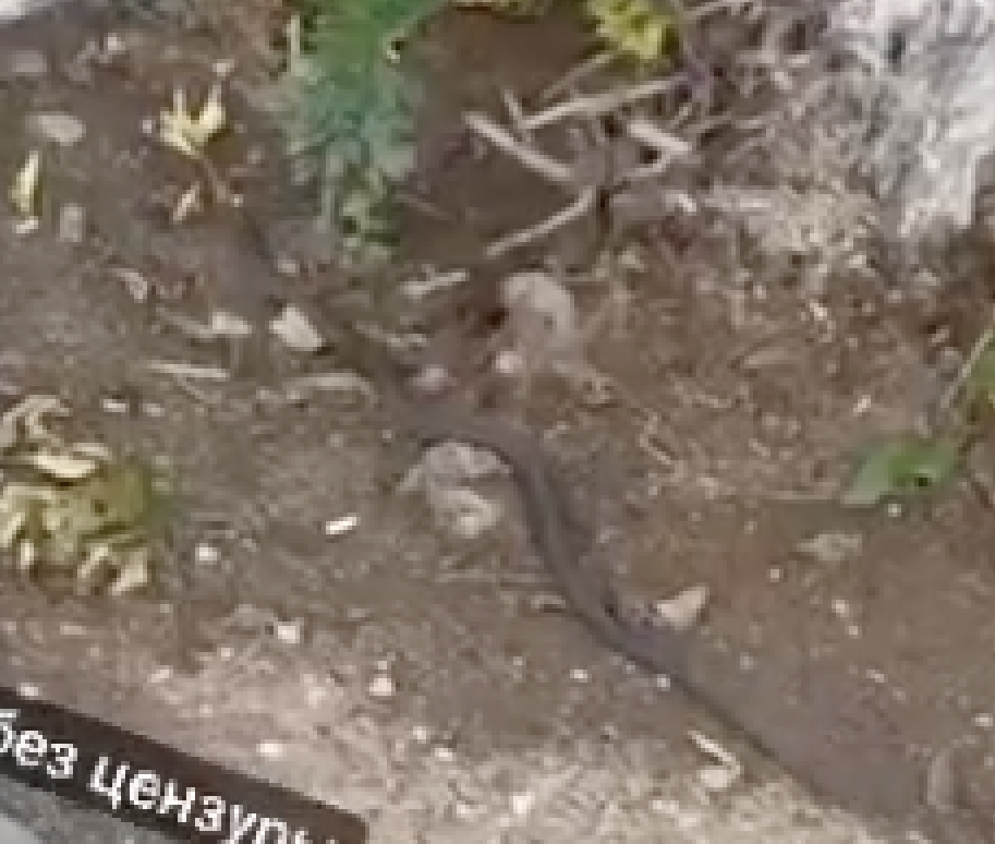 скрин автора источник ВК